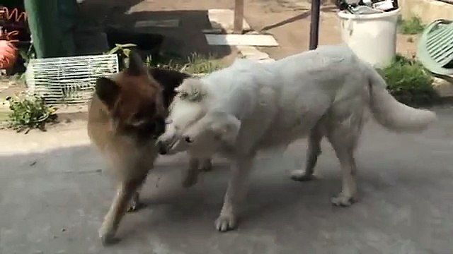 pastore maremmano VS pastore tedesco LA FINALE!!!!!!!!!!!!!!!!!!!!!!!!!!!!