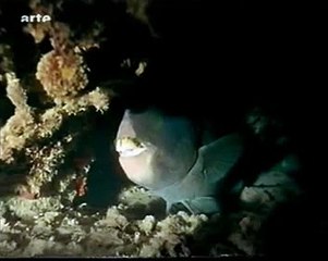 LE CHASSEUR ...interpretation personnelle 2010