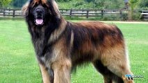 Os 11 maiores cachorros do mundo