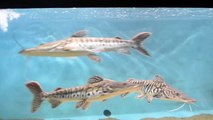 High Pin pangasius shark & Tiger Shovel Nose Catfish
