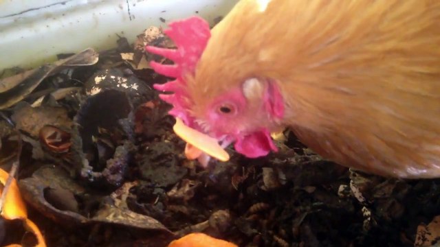Skinny Chicken gets to snack on Worms!