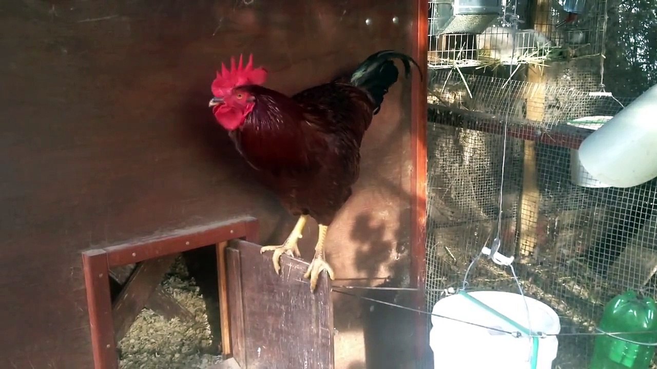 Silent "Non-Crowing" Rooster - Could we be this lucky?