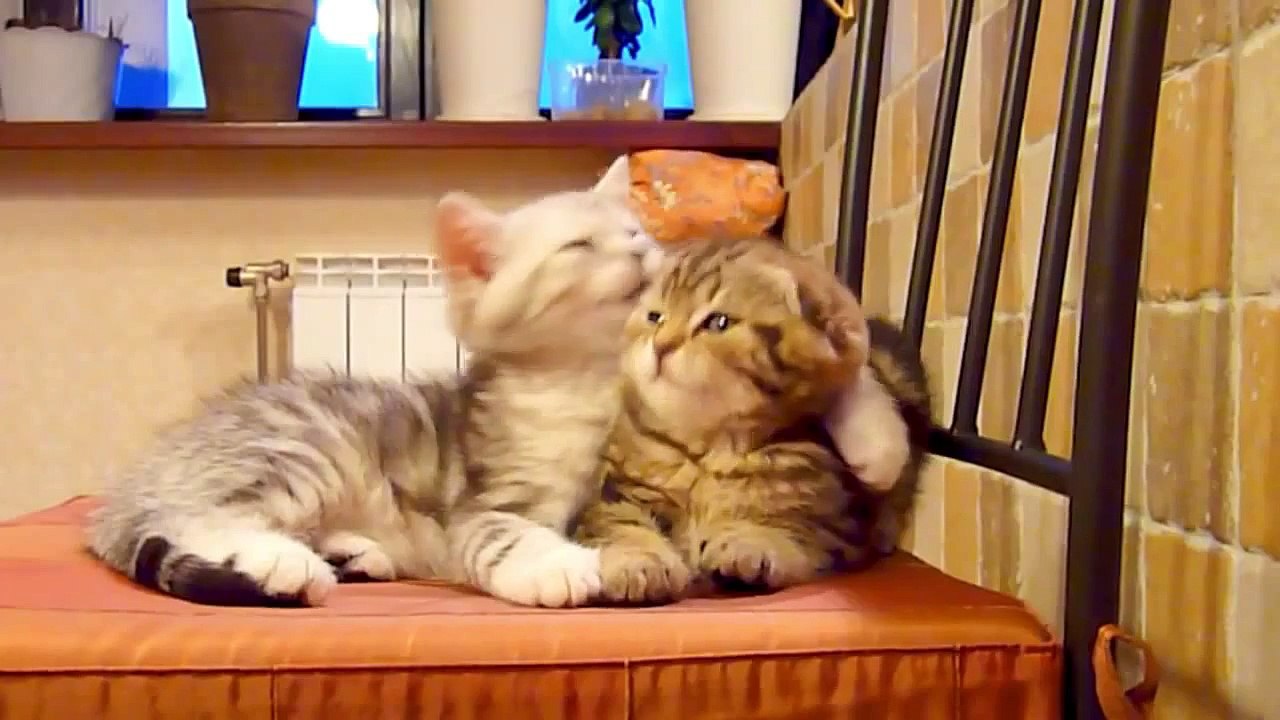 Милые котики. Лучшее видео про котят.