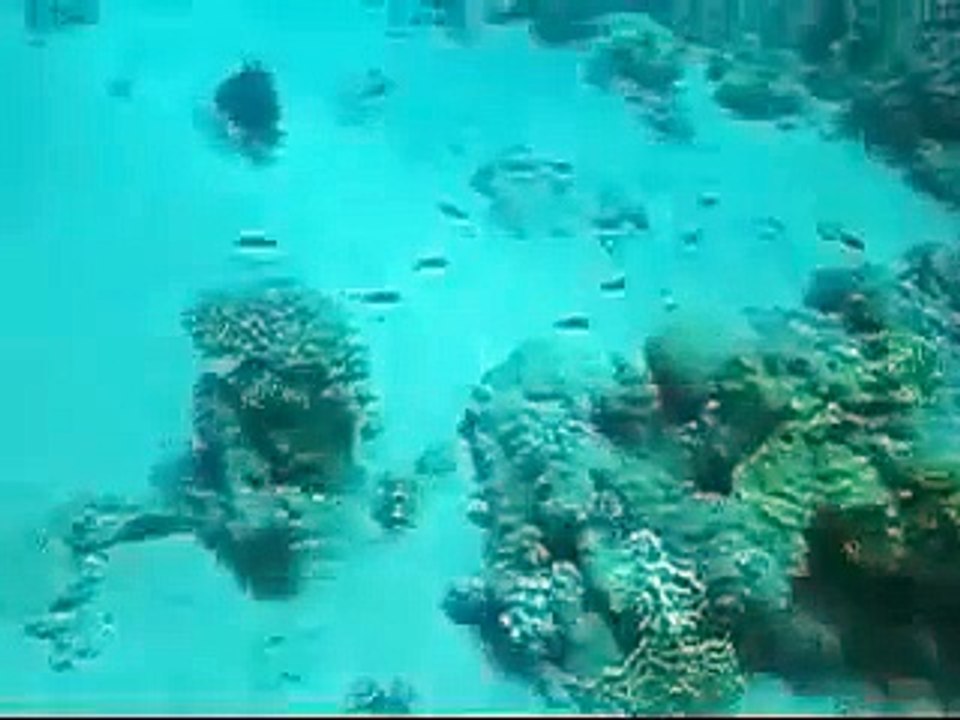 Pesce Balestra all'attacco a -15m - Triggerfish attacking