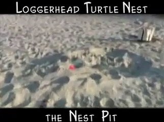Loggerhead Turtle Nest & Hatching