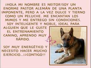 Animales en adopción en ANAA