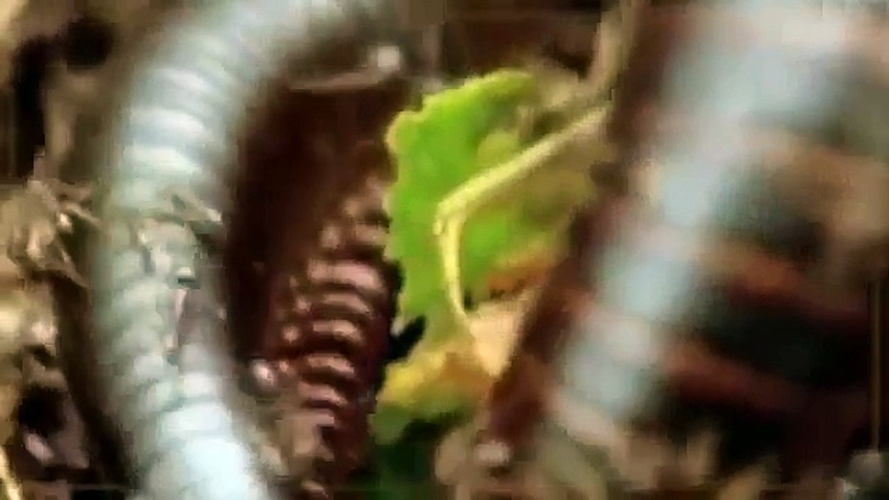 Animals Documentary   GAME OF POWER   Lions, Hyenas, Crocodiles and Much More! Special NAT GEO WILD