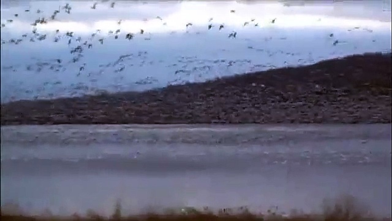 Snow Geese & Tundra Swans Taking Flight at Middle Creek During Migration Stop Over