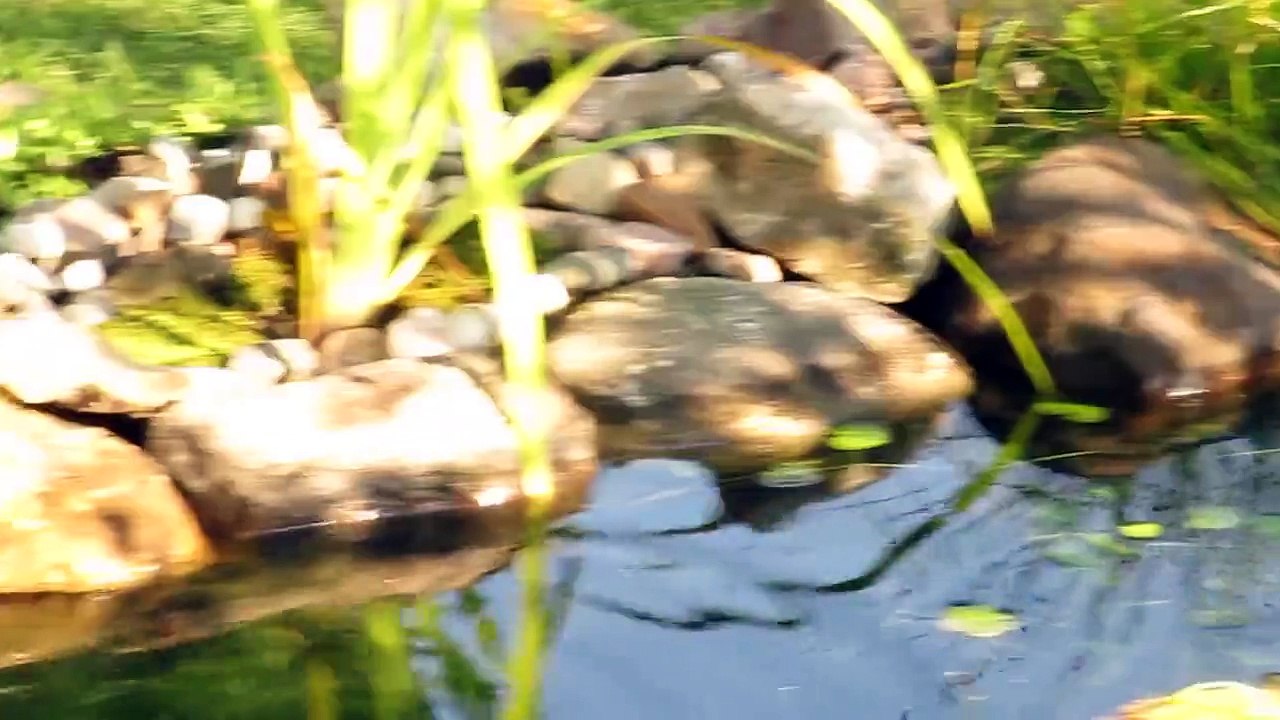 Mon bassin et les poissons (des shubunkins et 1 koi à grosse écailles)