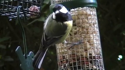 birds nl... great tit