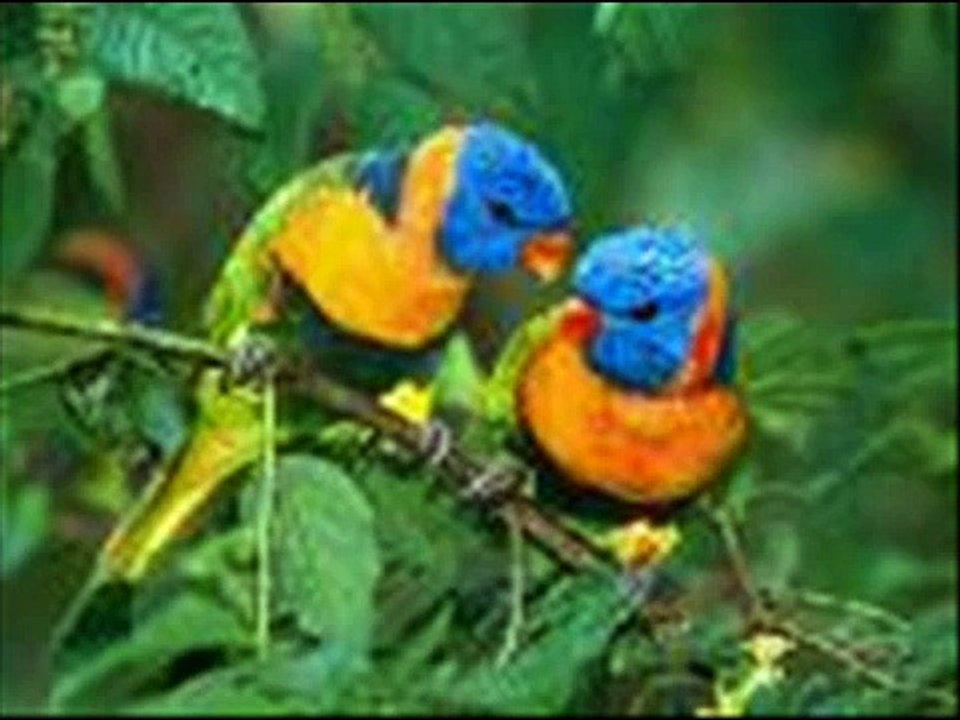 montage "drole d'animal" (titre de la chanson!!!)