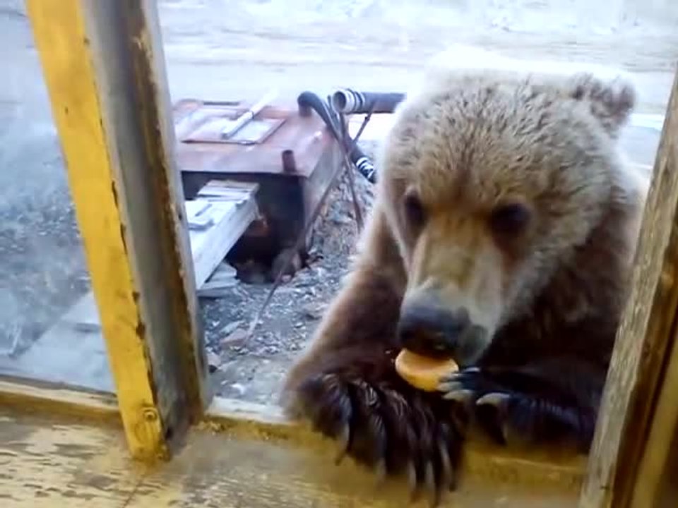Man feeds wild bear through window in Siberia
