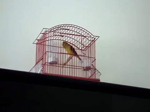 chant canari timbrado espagnol