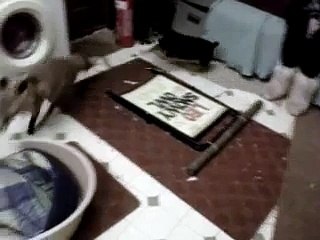 Buster and Rufus the Fox playing together