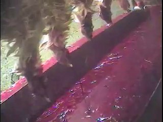 Imágenes fuertes: Revelan grabaciones dentro de un matadero de KFC