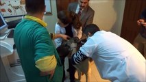 Anadolu Çoban Köpeği BOĞAÇ Sağlık Kontrolleri İçin Referans Veteriner Kliniğinde