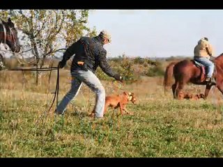 October 2008 Show Me Vizsla Club Field Trial