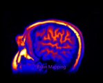 Cognitive Science Unimas (Promo Video)