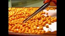 STJ nega recurso à Monsanto sobre royalties da soja transgênica