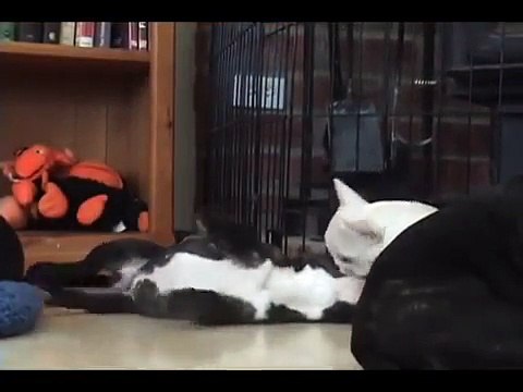 Solo at 8 Weeks - French Bulldog Puppy Growing Up