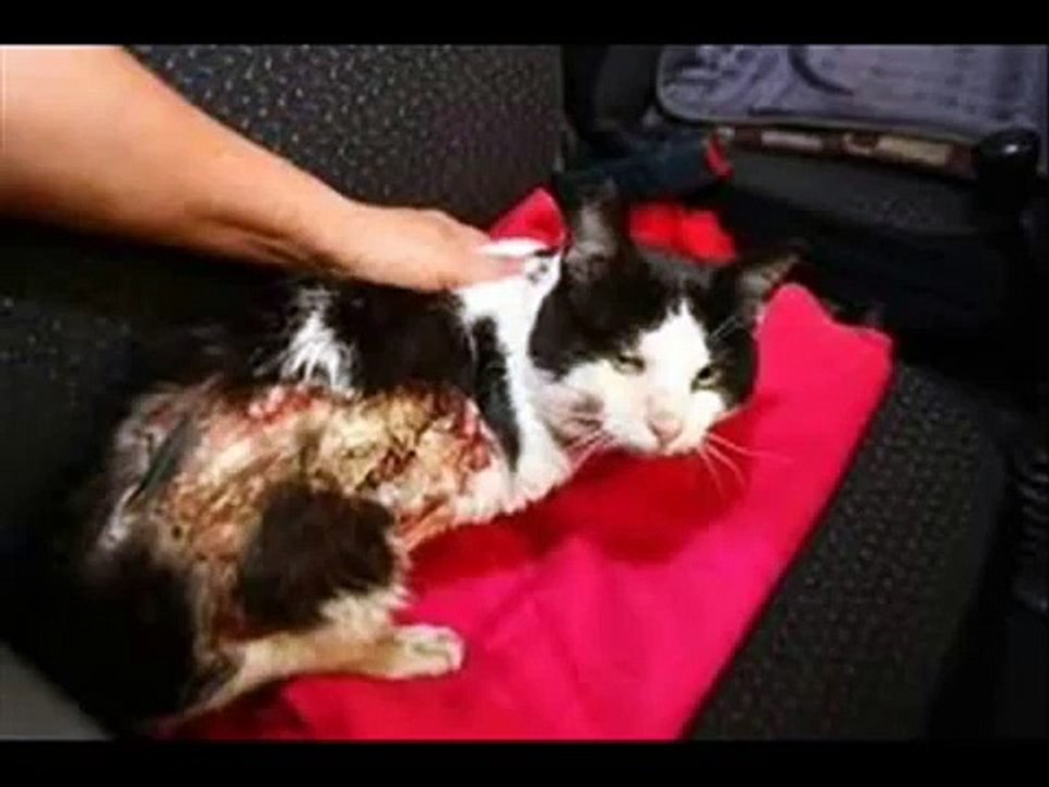 No al maltrato animal (corto vídeo de reflexión)