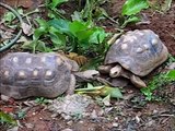 Desove tortuga carbonaria morrocoy 23-12-11