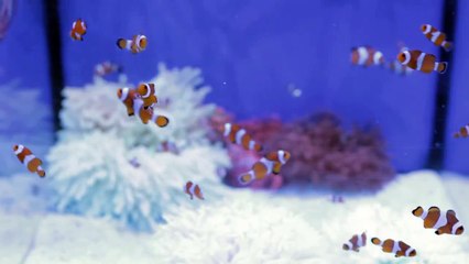 Nemo Fish Tank Blue Internal