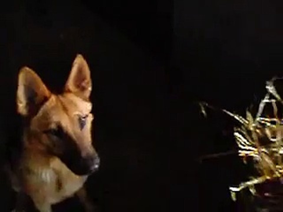 ethologie chien
