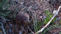 Boletus pinicola (pinophilus) & Edulis , TRUCO PARA ENCONTRARLOS! HOW TO FIND TRICK!