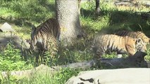 3 New Amur Tiger Cubs Play King of the Jungle at the Bronx Zoo