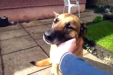 Fly the malinois dog being clapped