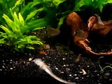 Mon aquarium - My aquarium