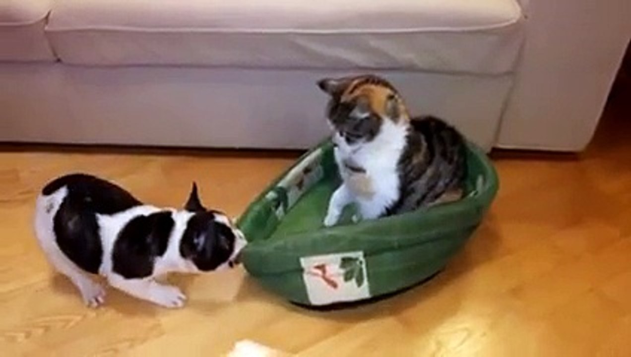 Köpekten Korkan Kedi