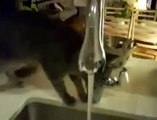 Il gatto fa la doccia