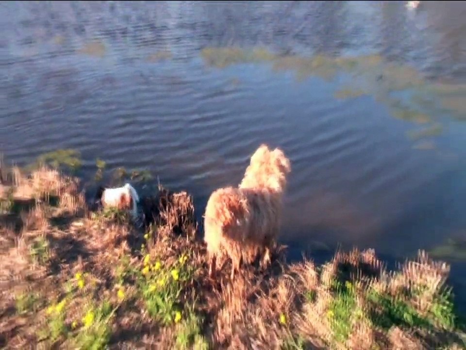 Jade & Wookie at the Lake