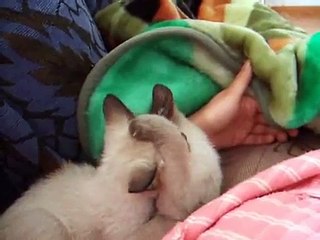 The (pron: thee) Most Cute Kitten Fight