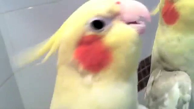 Pituco cantando o Hino Nacional na frente do espelho.