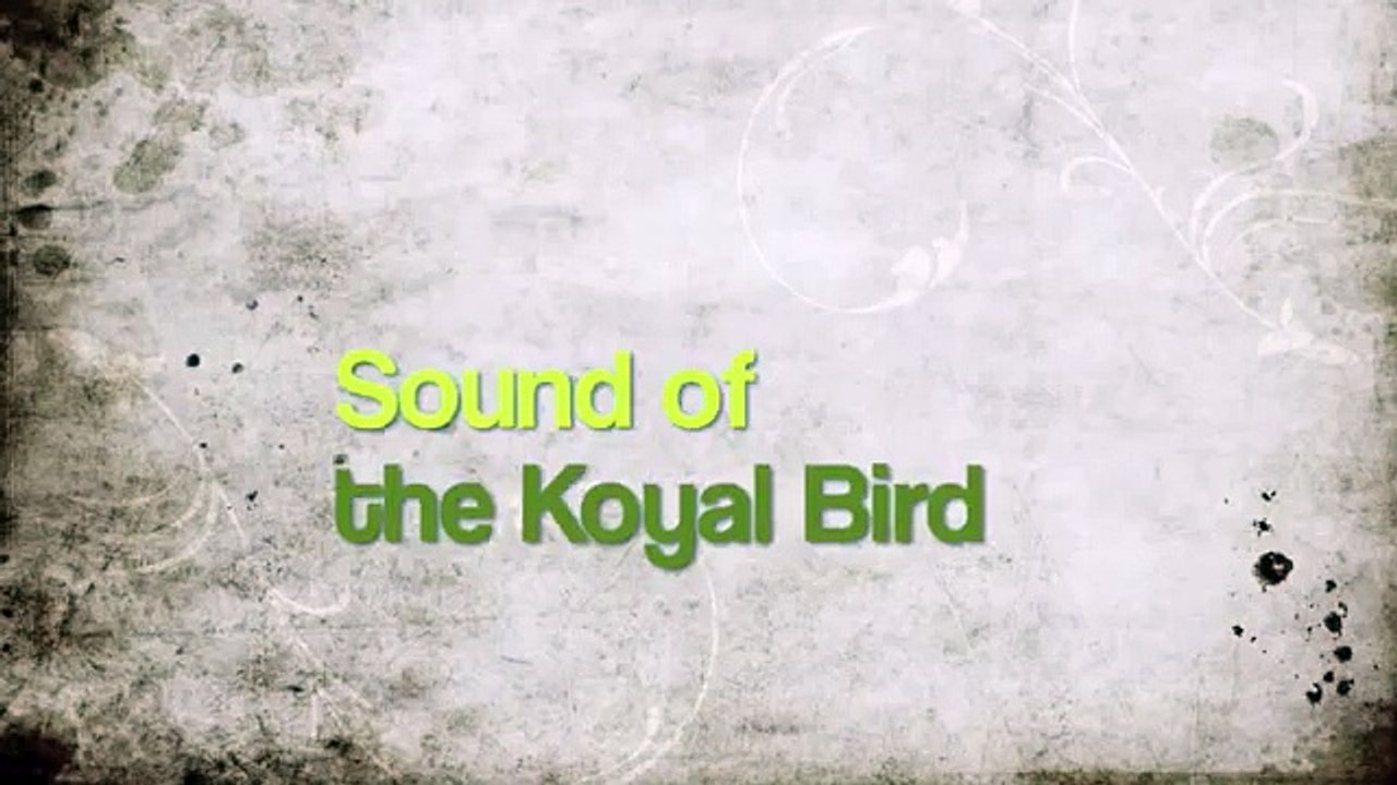 Sound of the Koyal Bird