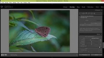 Lightroom 5 Tutorial Photo Editing Butterfly Photography