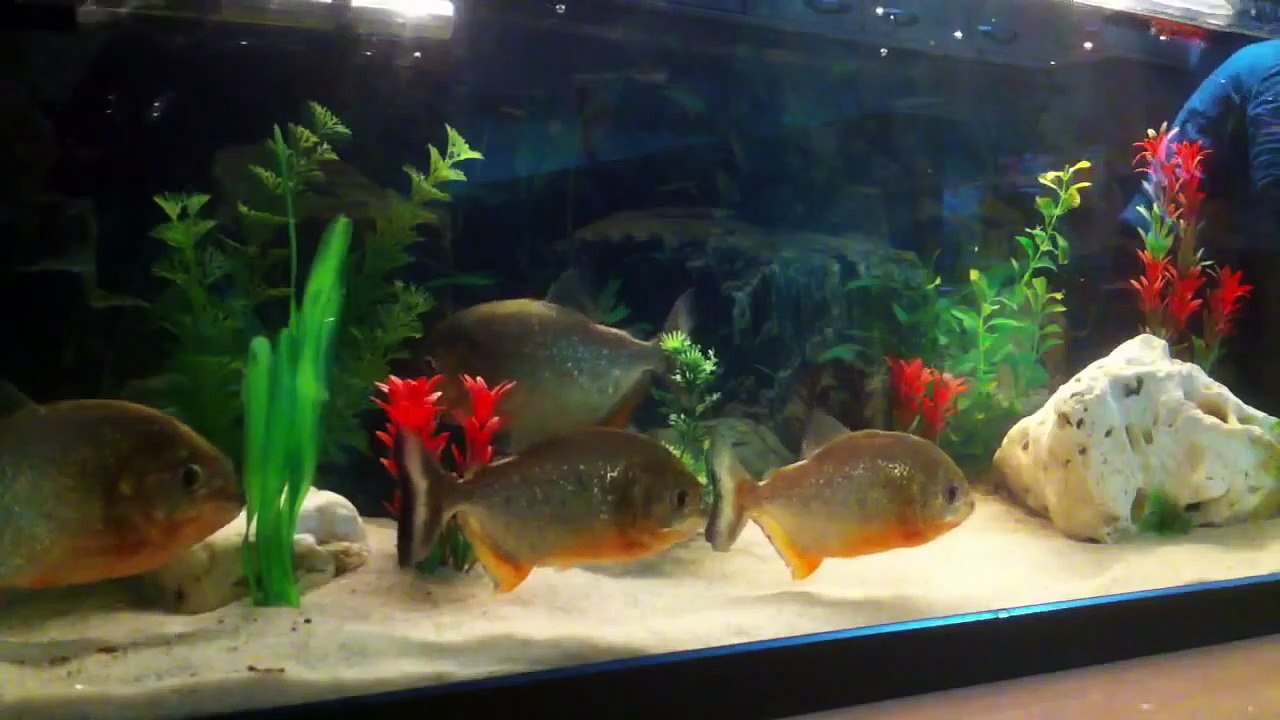 Ataque piraña 3