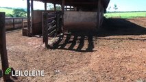 LEILOLEITE 60 VACAS JOVENS GIROLANDO 3/4 7/8 E JERSOLANDO EM LACTAÇÃO NA REGIÃ DE UBERABA-MG