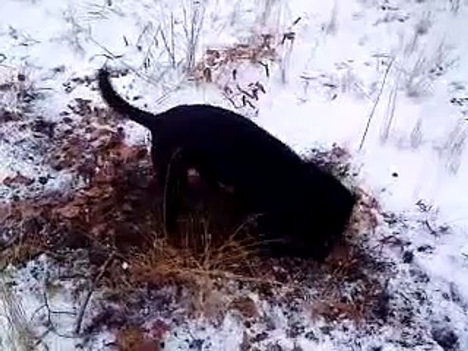 Zita graver efter muldvarpe i sne.