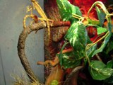 Lined Leaf-Tailed Geckos (Uroplatus lineatus)