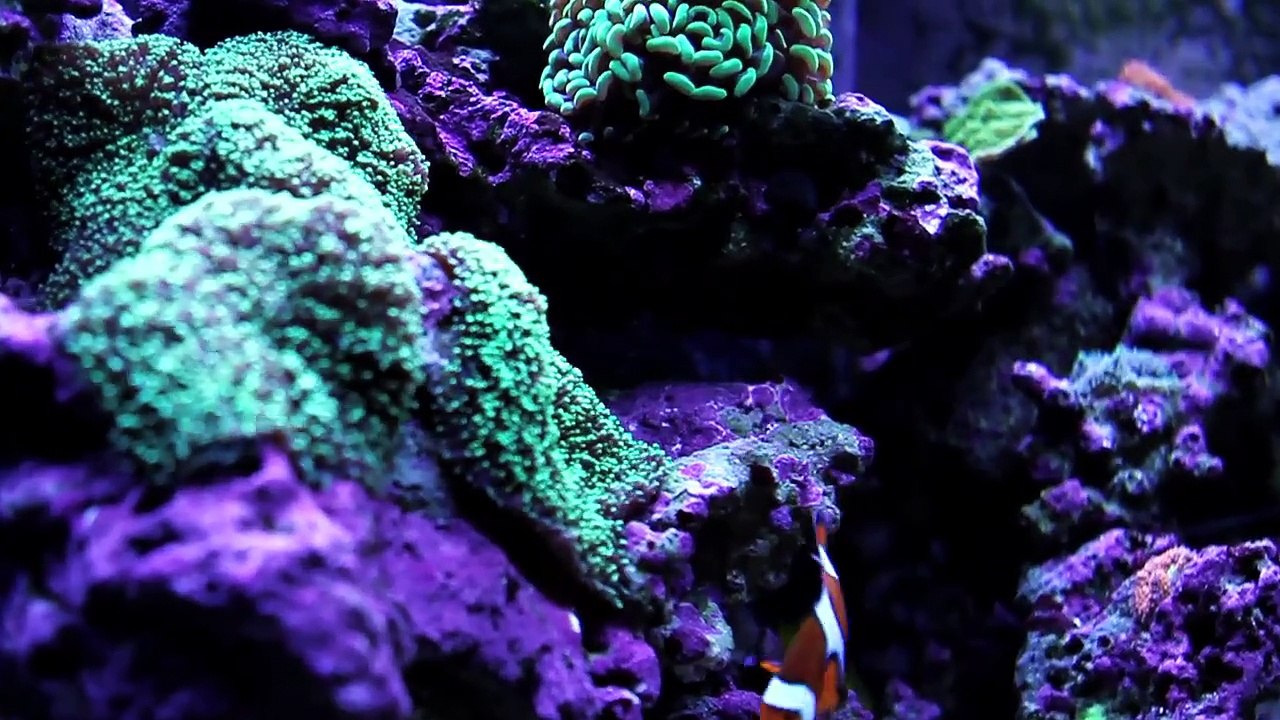 72 Gallon Reef Aquarium Showcase