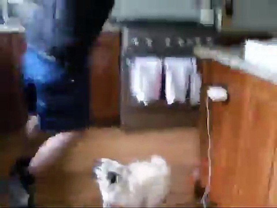 dugg the pugg
