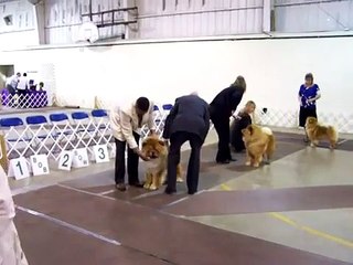 Kurt Williams of Padow Chows Sweeps Hanford Show