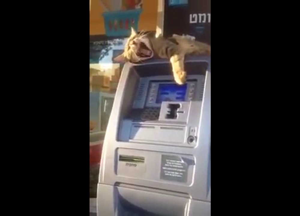 Cat on an ATM  Guardian of the ATM