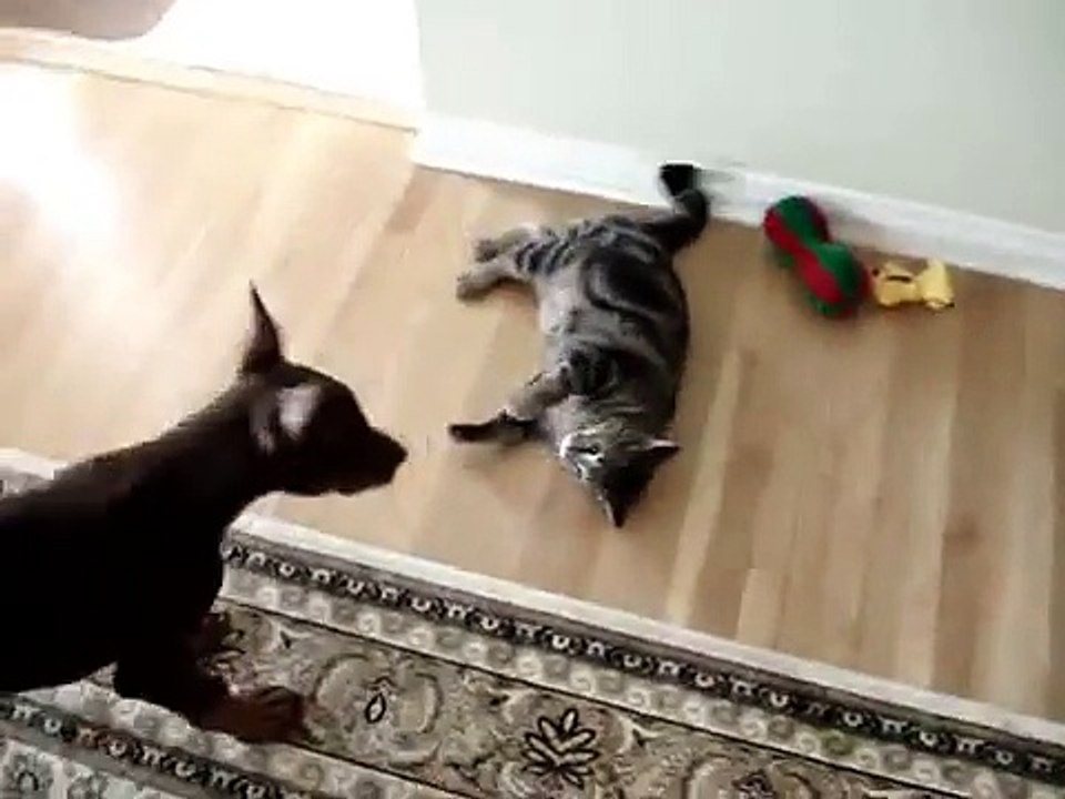 doberman and cat