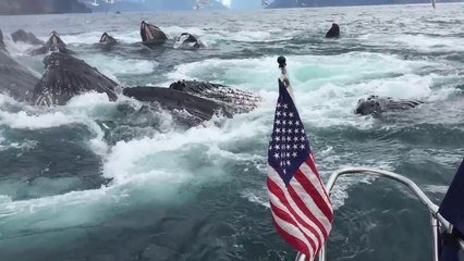 Humpback Whales Feeding