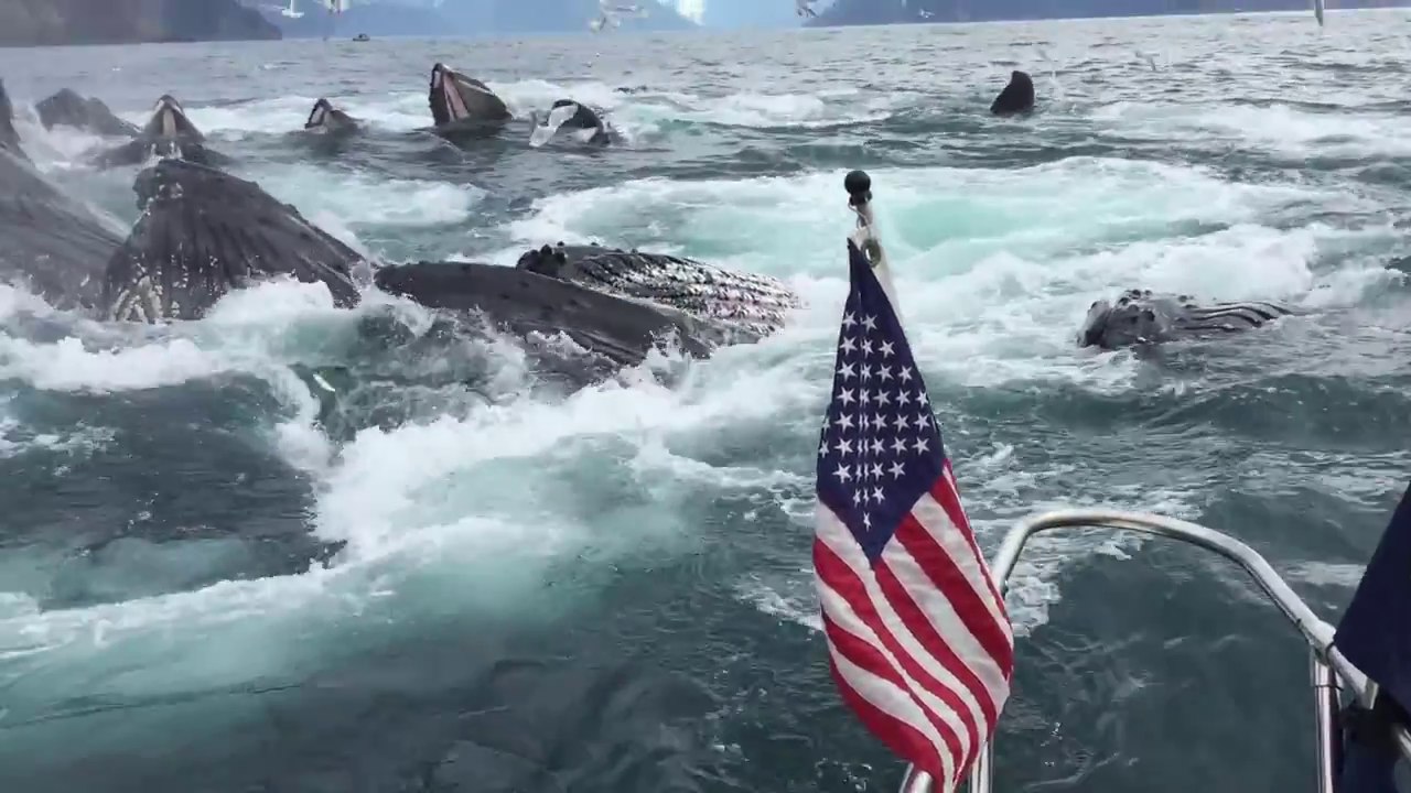 Humpback Whales Feeding